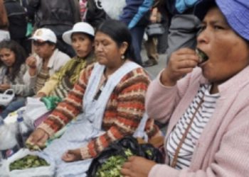 Tardío informe sobre coca en Bolivia ofrece un veredicto moderado