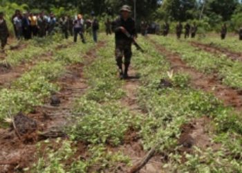 Bolivia logra récord de erradicación de coca al tiempo que caen incautaciones