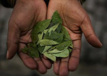 ONU y Casa Blanca discrepan en cálculos sobre cultivos de coca