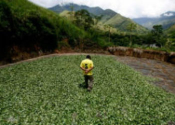 La erradicación no es la panacea para el cultivo de coca en Perú