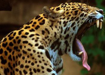 Contrabandistas chinos fomentan matanza de jaguares en Bolivia