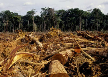 Narcotraficantes destruyen grandes extensiones de selva centroamericana: informe