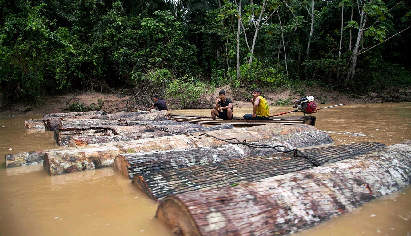 Blanqueo de madera en Perú: la mafia en el medio