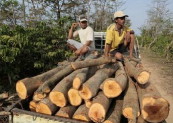 Funcionarios forestales se benefician de explotación maderera ilegal en Bolivia