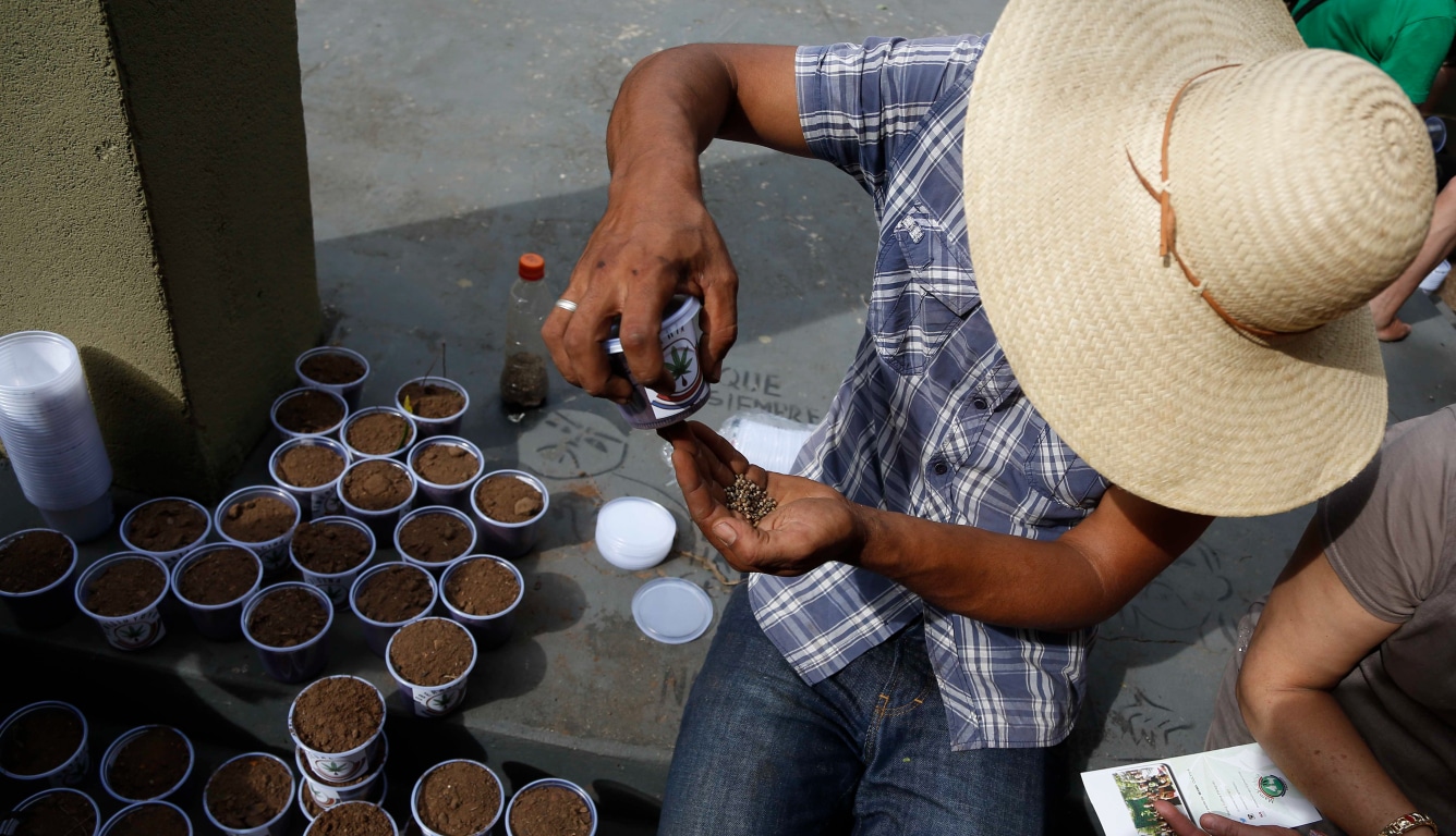 Hachís, 'wax' y aceite de THC: la diversidad de mercados de marihuana en América Latina