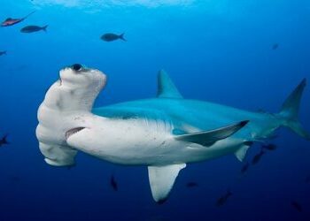 Costa Rica sabotea sus propias iniciativas para la protección de tiburones